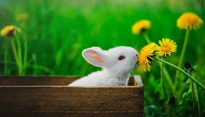 开云在线-【观察】美疫情愈发严峻 NBA铤而走险！想争冠先防疫